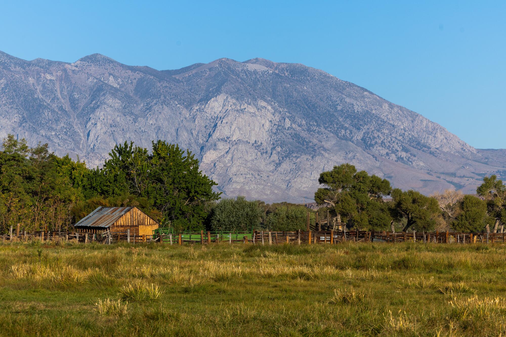 Grazing land at the foot of a mountain in Bishop.