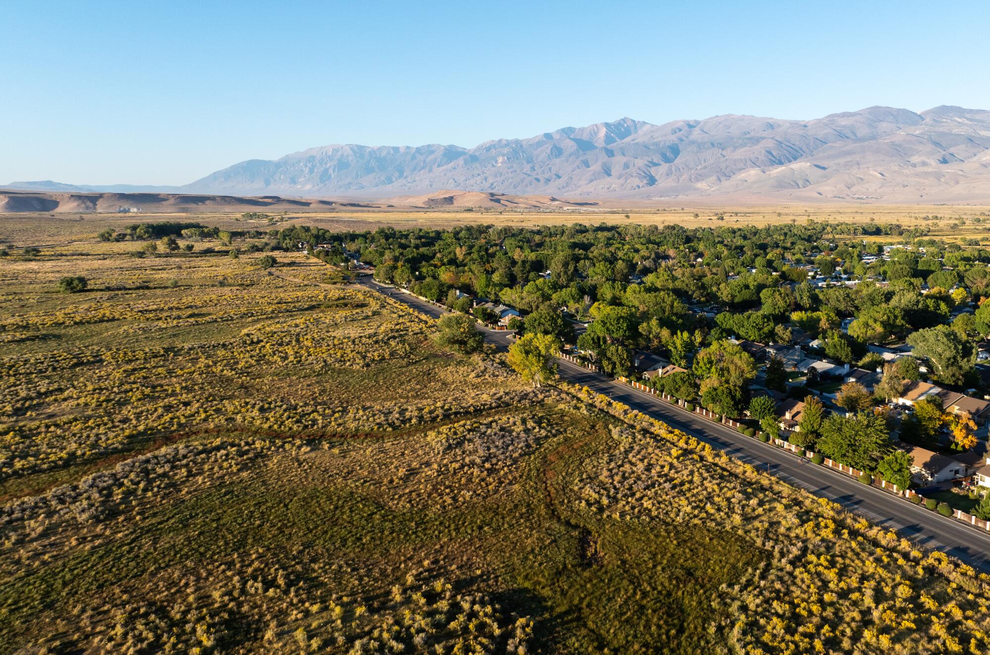 A street separates open grazing land from a tree-covered neighborhood.