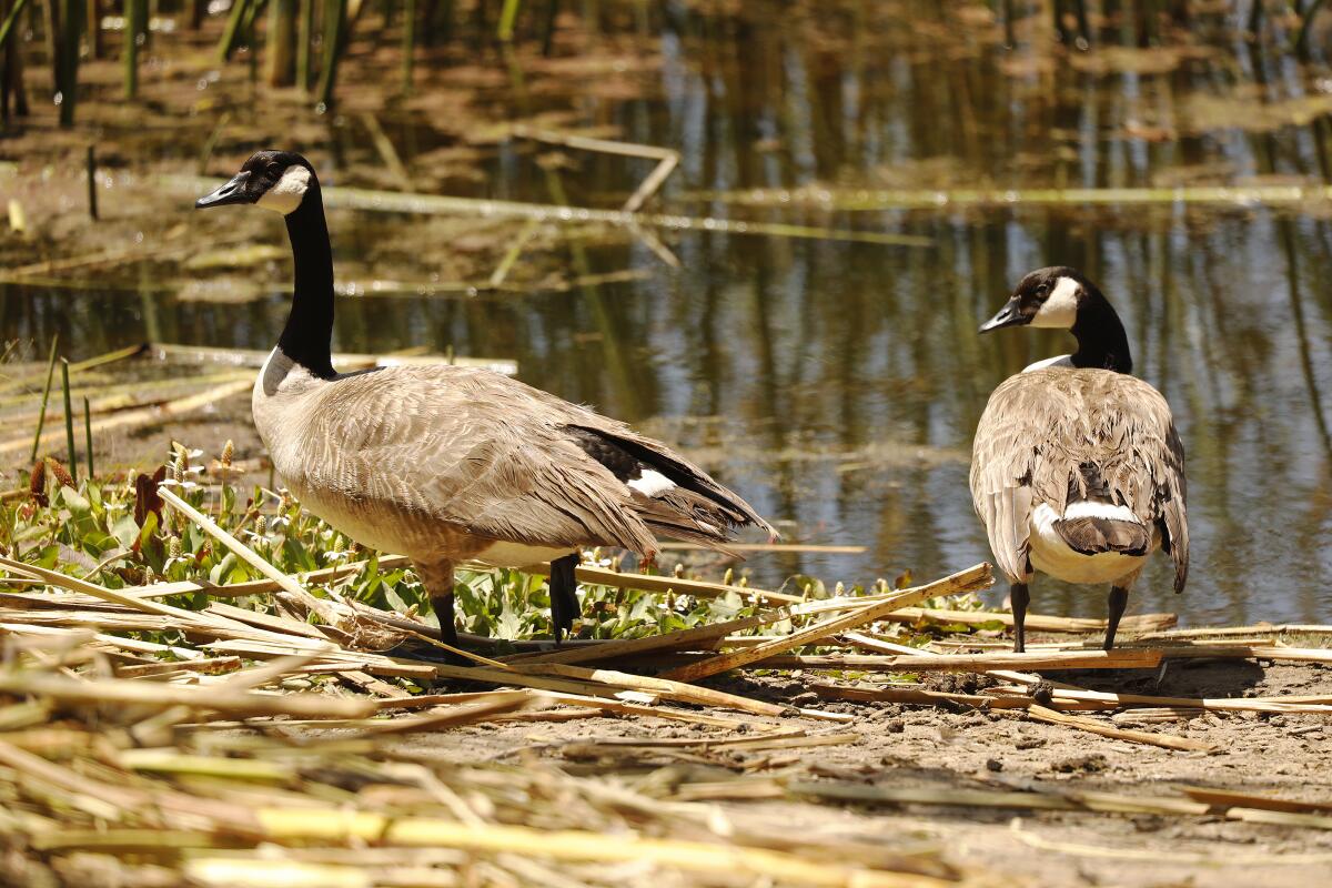 Canada geese are seen at the Ballona Wetlands in 2021.