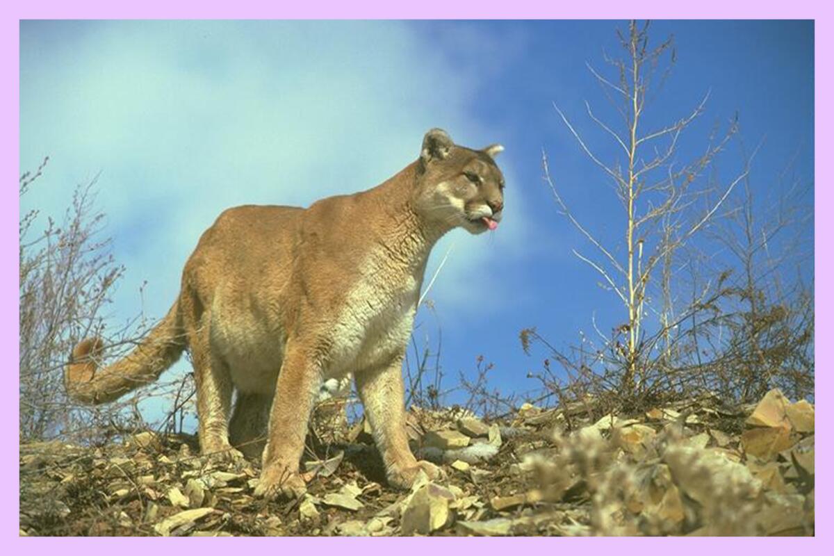 A mountain lion pokes its tongue out on a leafy patch of dirt.