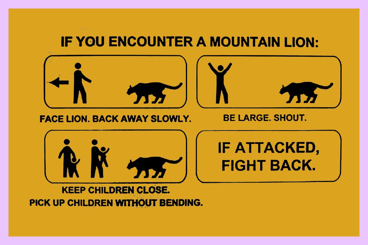 A yellow sign with directions on what to do during a mountain lion encounter.