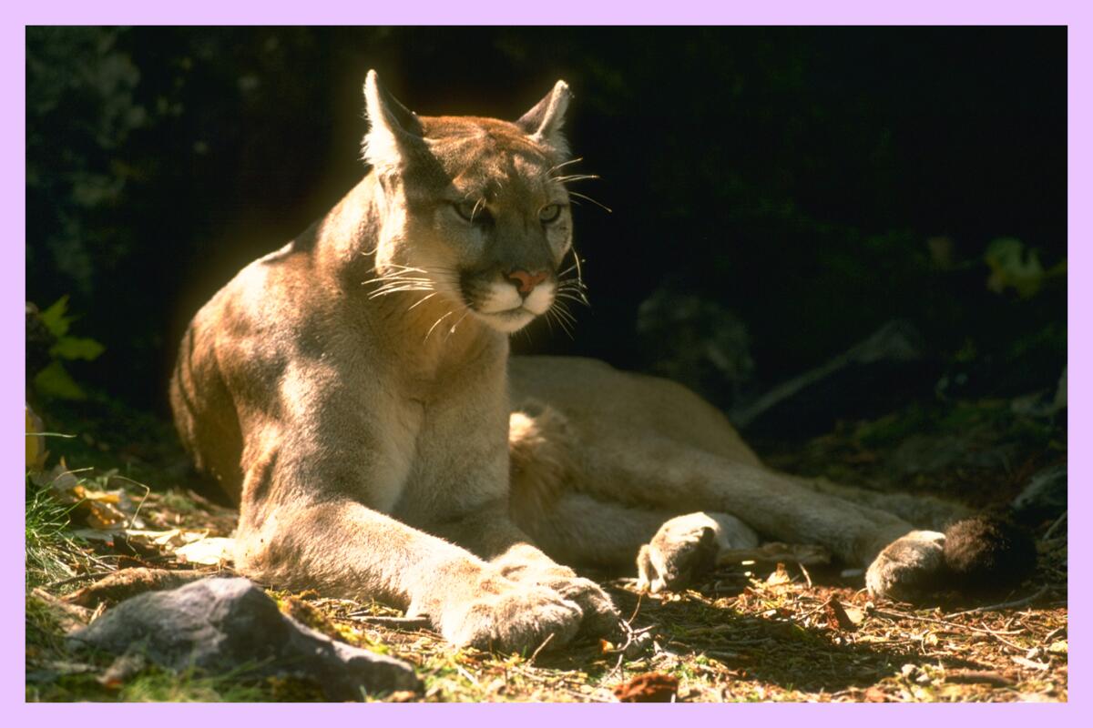 A mountain lion rests on a sunny dirt path.