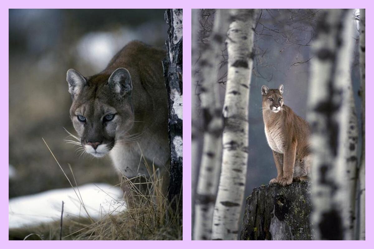 Two wild mountain lions look off into the distance.