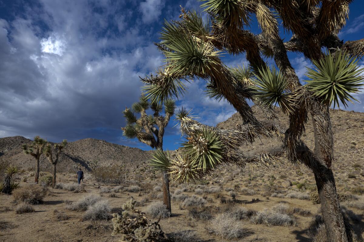 Joshua trees in the Mojave Desert.