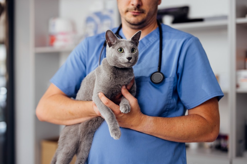 Visit the vet before fireworks season to get help