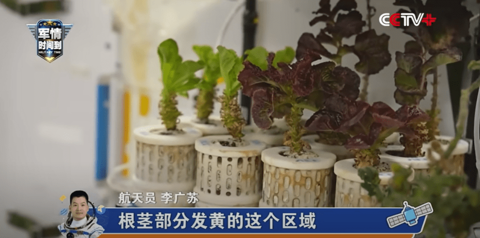 Tiangong has two orbital lab segments, called Mengtian and Wentian, where astronauts are successfully growing several cherry tomato and lettuce plants