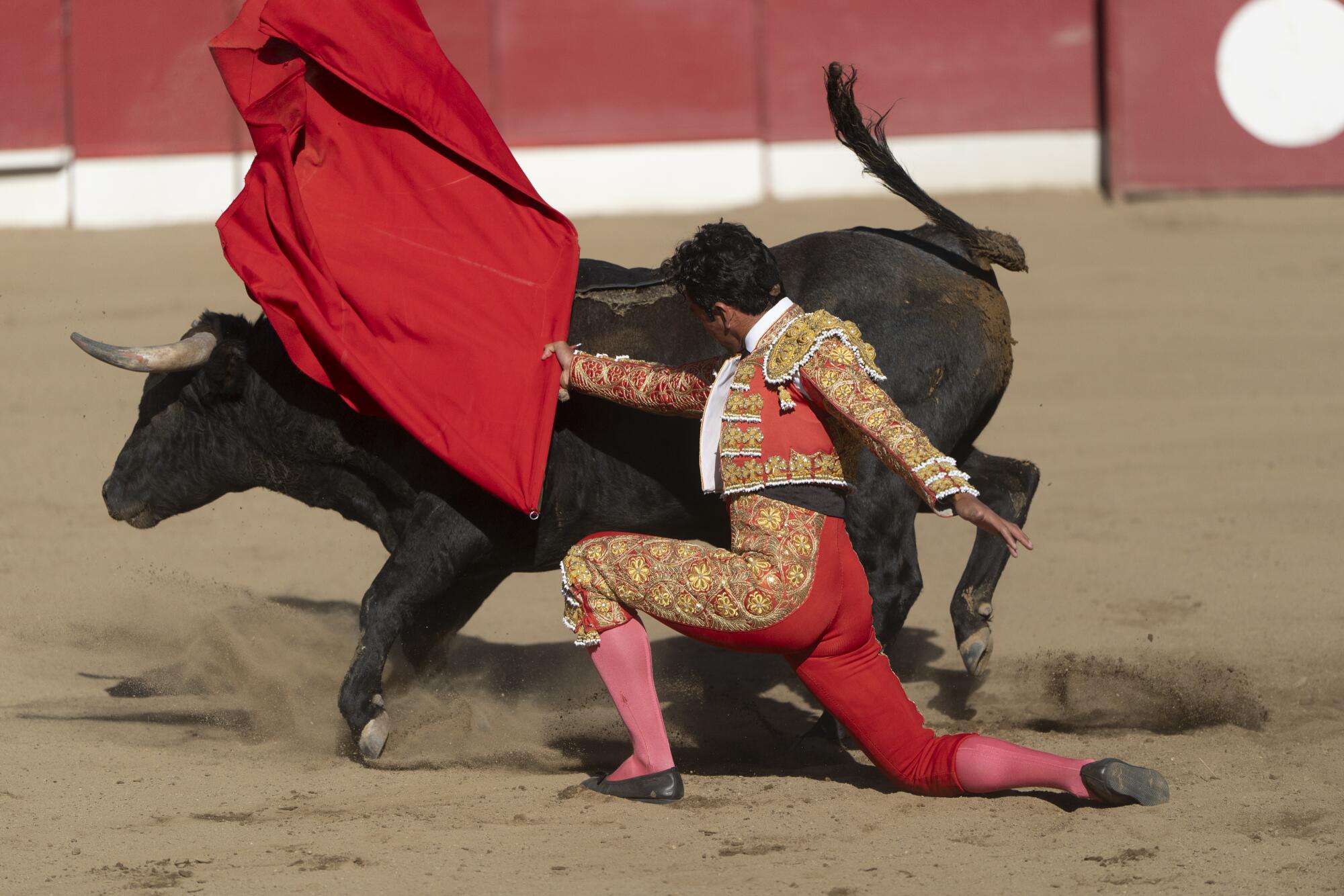 A matador, one knee on the ground, waves a red flag over a black bull 