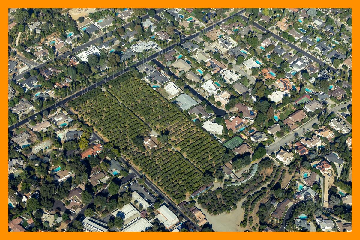 A view from the air of a century-old orange grove in Tarzana.