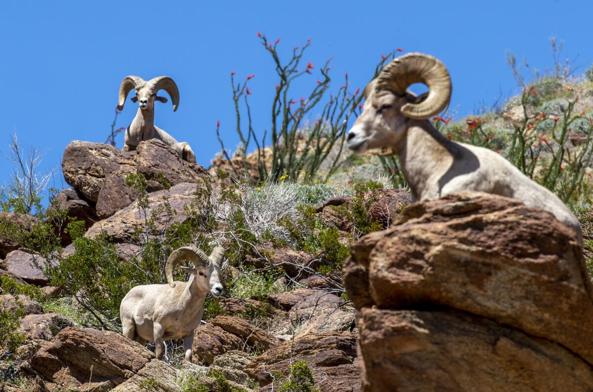 A couple of bighorn sheep stand on a rocky mountainside.