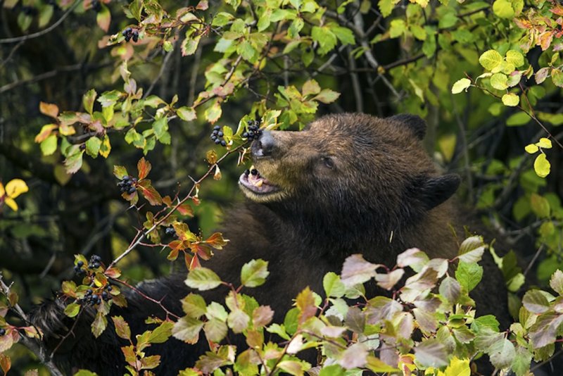 A black bear is seen eating hawthorn berries. On Thursday, a black bear and her three cubs broke into a Colorado home and attacked a 74-year-old man. File Photo by Paul D. Vitucci