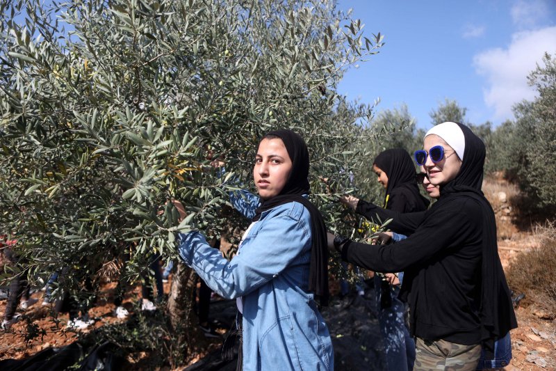 Palestinian activists harvest olives near the Israeli separation barrier in the West Bank city of Bethlehem, on October 19, 2019. Since the Israel-Hamas war began, settler violence targeting Palestinians in the West Bank as spiked. As the Olive harvest season in the occupied territory gets underway, Britain on Monday sanctioned a total seven groups and outposts tied to settler violence. File Photo by Abed Al Hashlamoun/EPA-EFE