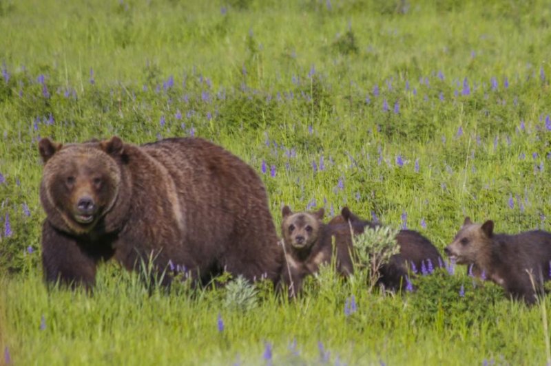 Grizzly 399, seen with her cubs in June 2020, was struck and killed by a vehicle Tuesday night near Grand Teton National Park in Wyoming, the U.S. Fish and Wildlife Service announced Wednesday. The bear's identity was confirmed through ear tags and a microchip. Photo courtesy of StevenPDeVries/Wikimedia Commons