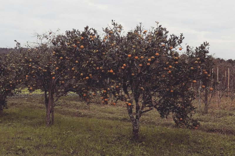 Early estimates show Hurricane Milton inflicted up to $2.5 billion in damage to Florida's agricultural industries when it struck earlier this month. The state's already-ailing citrus industry, however, may have escaped a worst-case scenario, officials say. Photo by Laura Dorigo/Pexels