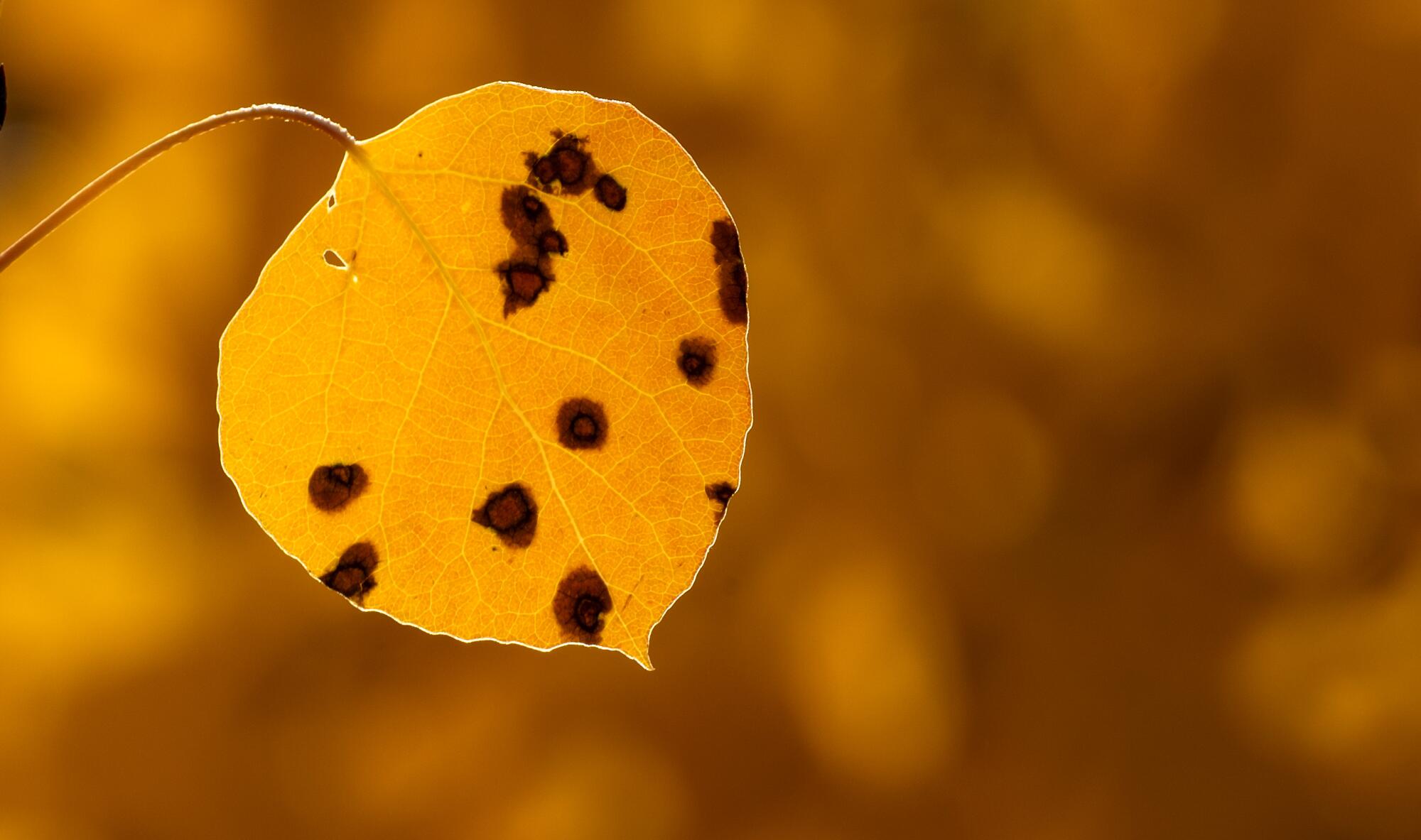 A close-up photo of a leaf that has turned golden yellow. 