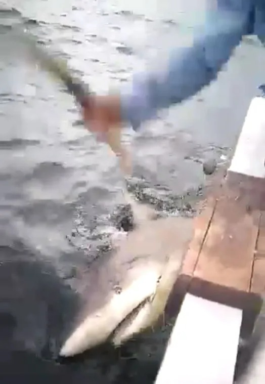 The moment locals wallop shark with a club for mauling a tourist