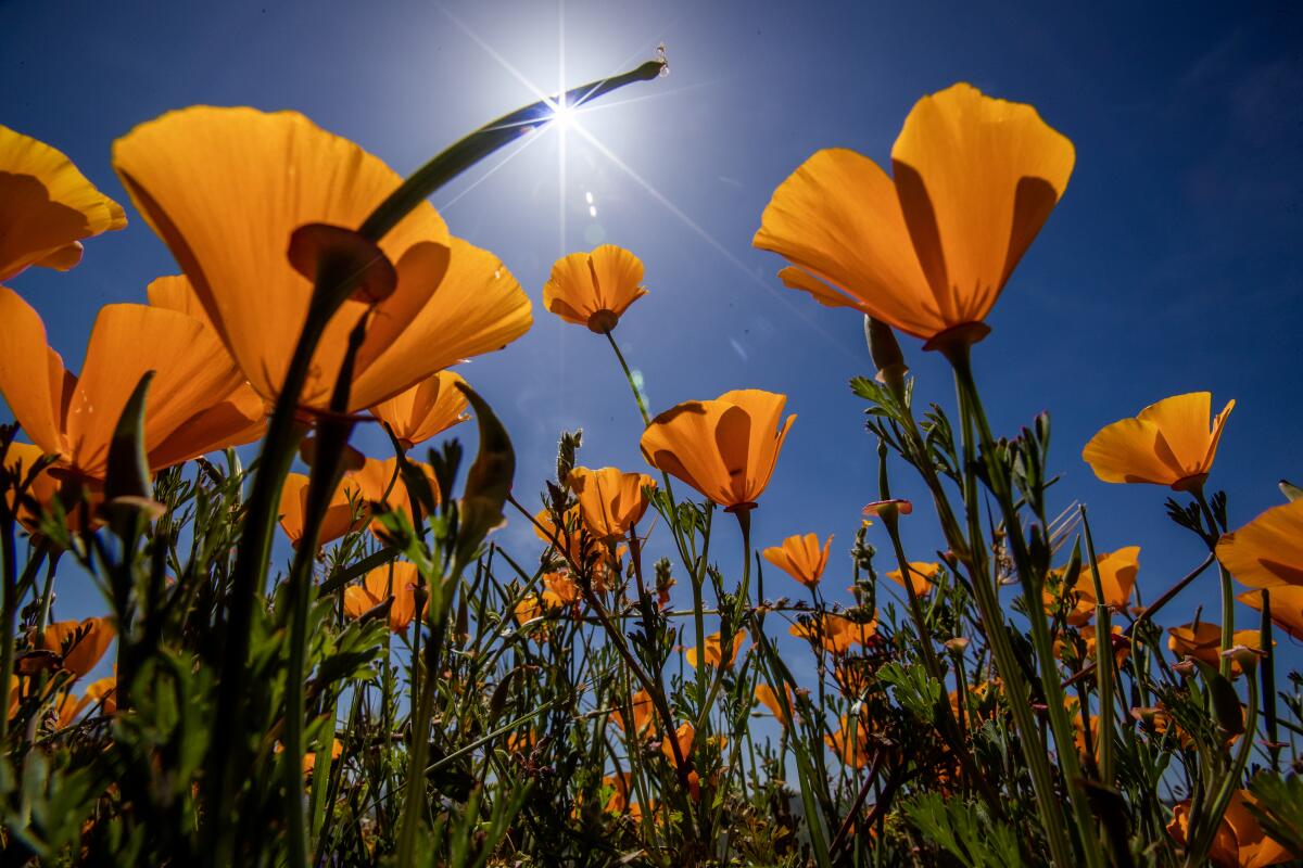 A field of orange California poppies growing into a deep blue sky 