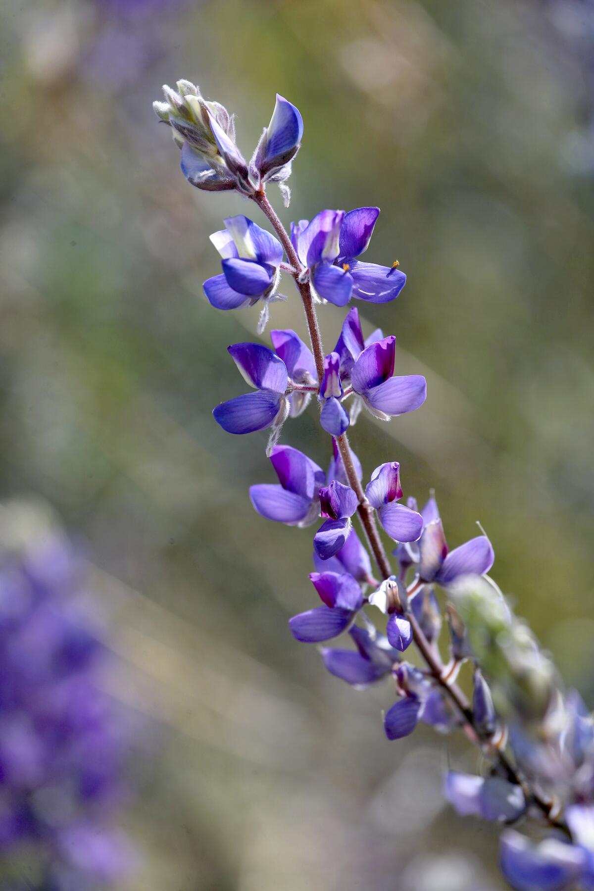 Closeup of a purple lupine blooming