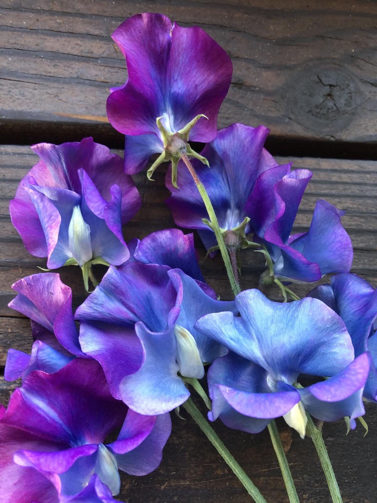 A long-stemmed Spencer variety sweet pea known as Blue Shift for its gradient colors in blue, violet and purple.