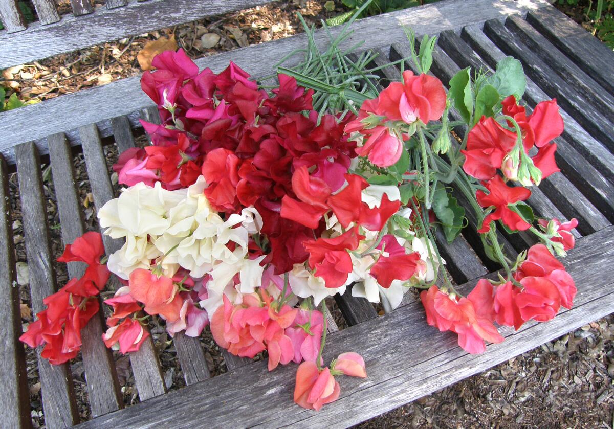 A big bouquet of sweet peas in various colors including red, pink, violet and cream.