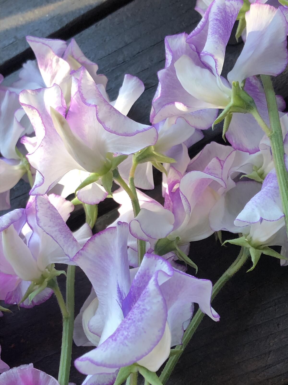 A white, long-stemmed Spencer variety sweet pea with lilac / mauve edging known as Sir Jimmy Shand.