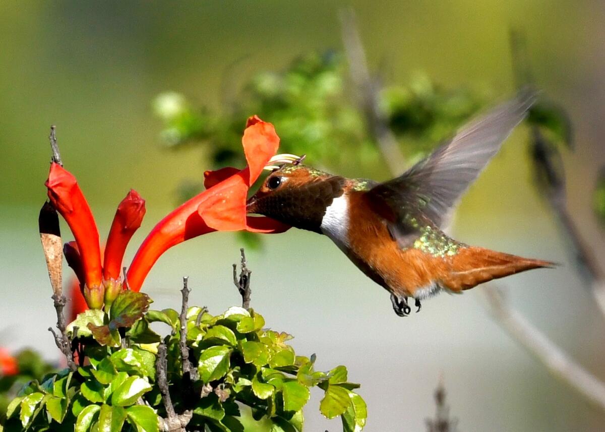 A bronze-colored hummingbird with its beak stuck deep in a red, trumpet-shaped flower.