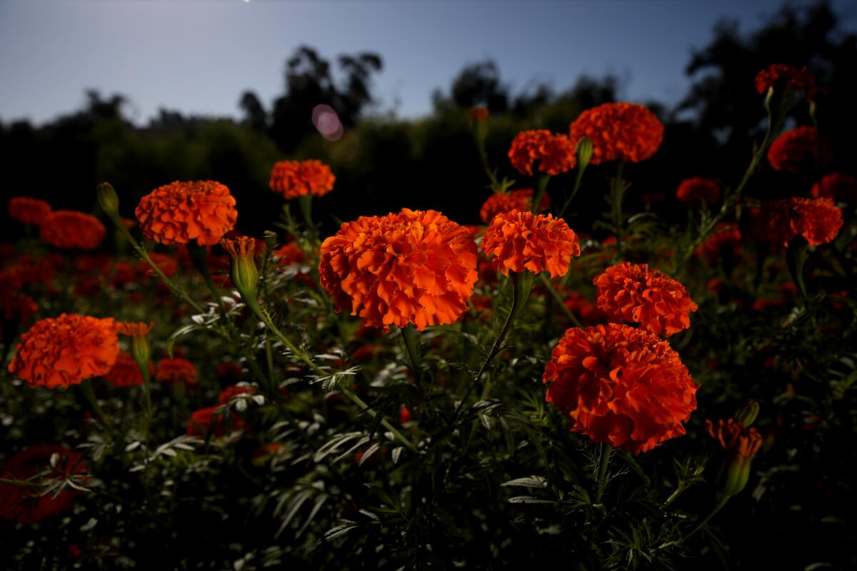 Marigold flowers are a critical part of Día de Muertos.