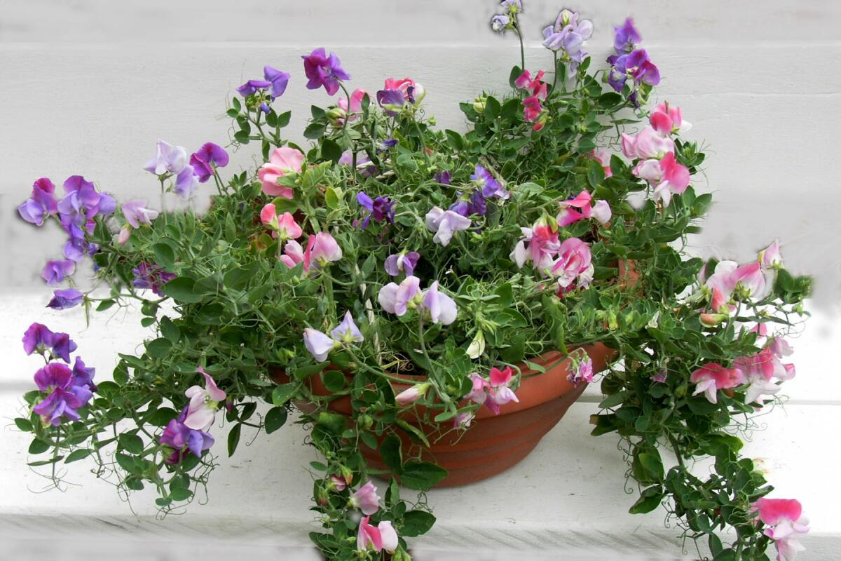 A mix of short-stemmed sweet peas bred for growing in containers, known as Windowbox Sweet Peas, Color Palette Cupid. 