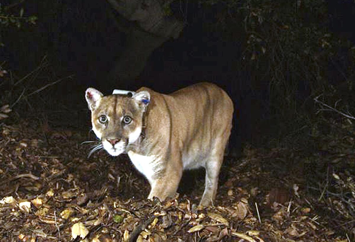 A tawny handsome cougar known as P-22 looking into a remote camera in Griffith Park. 