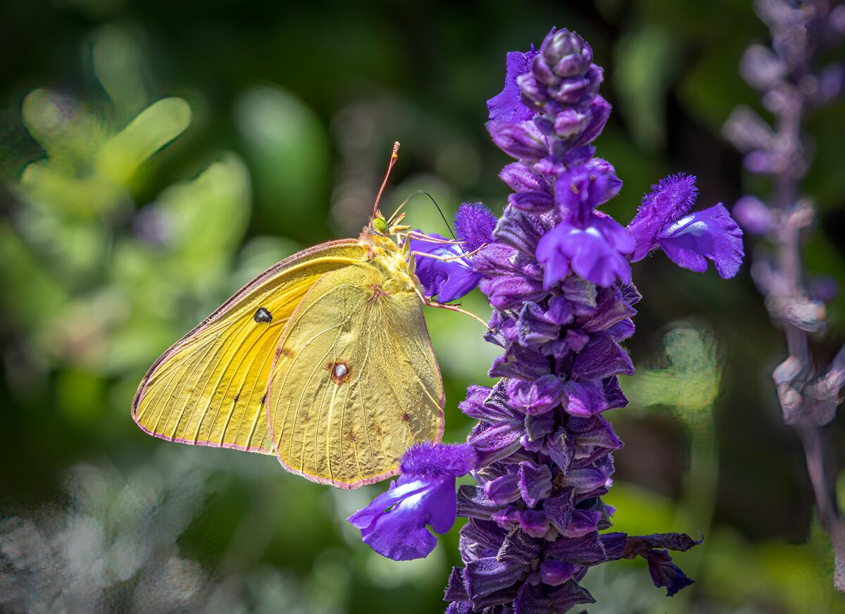 The butter-yellow California dogface butterfly resting on a purple flower. 