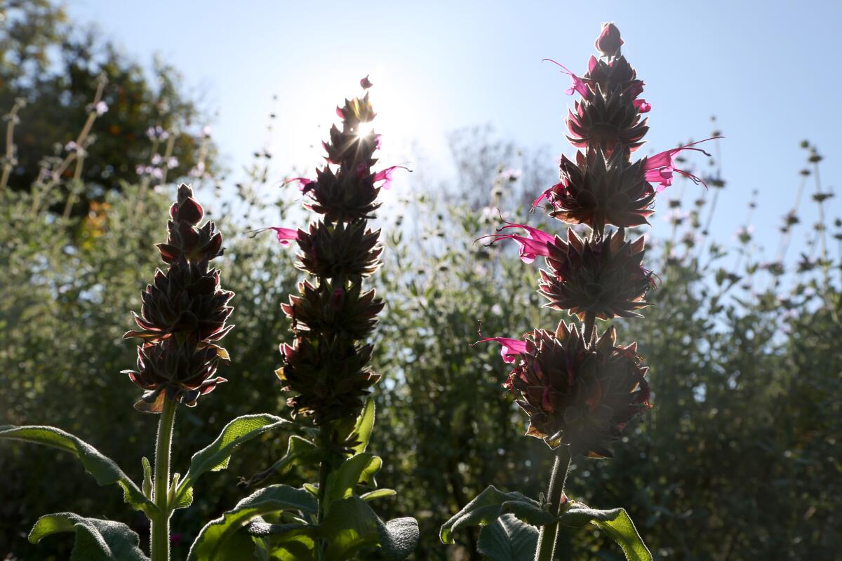 Tall magenta spires of fragrant hummingbird sage silhouetted against a blue sky. 