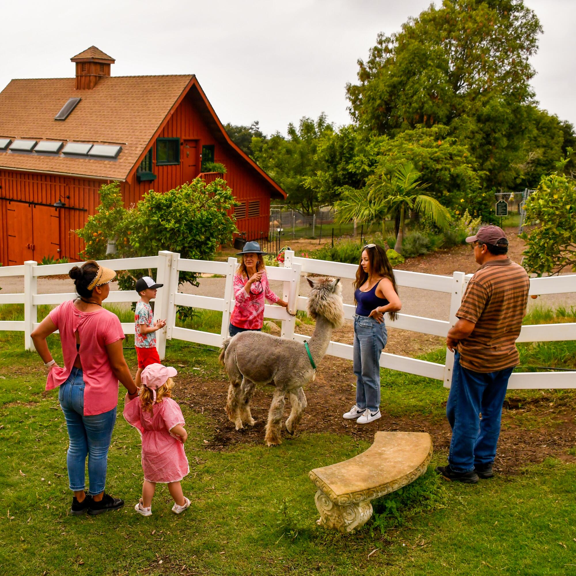 A group of folks stand around an alpaca on a farm.