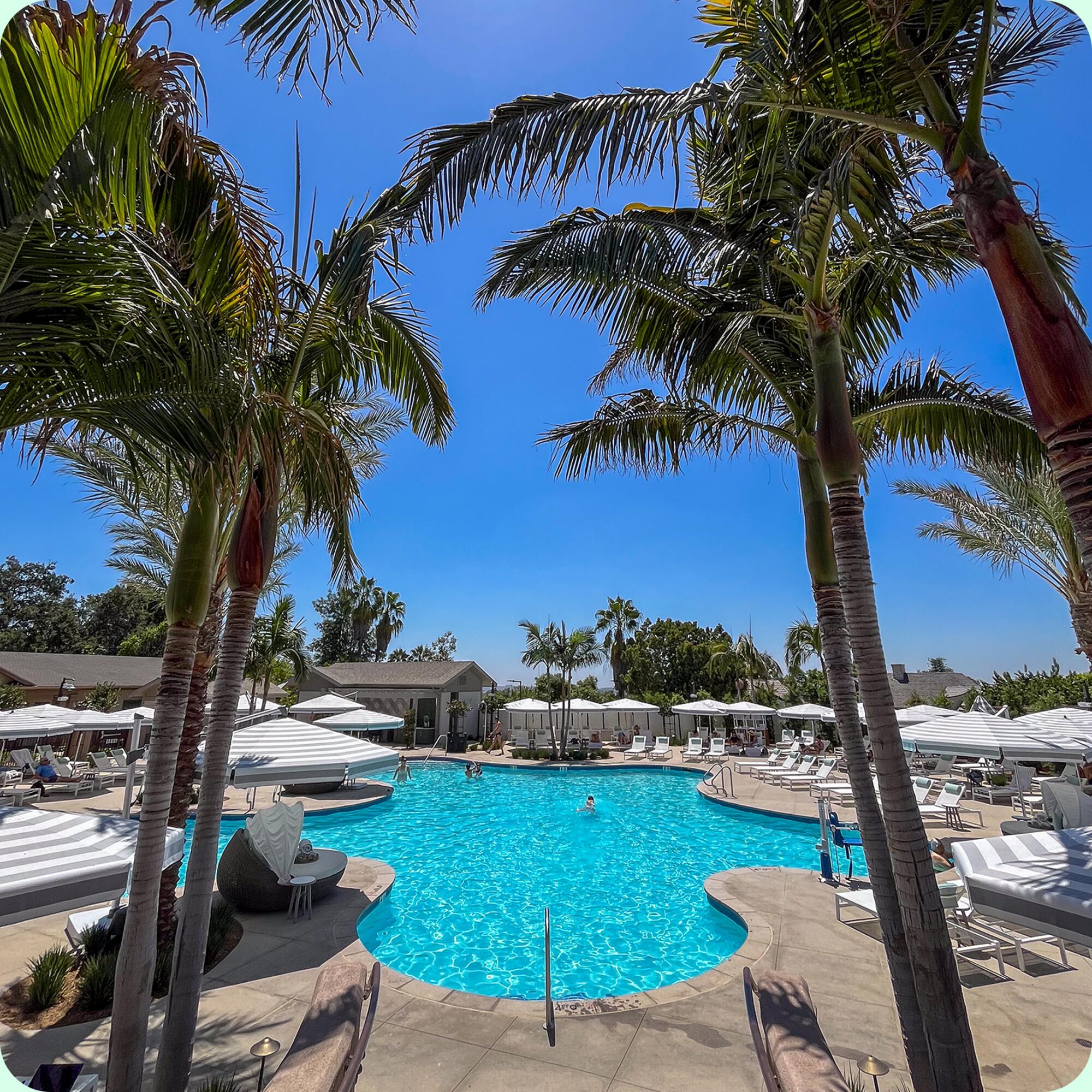 A pool and palm trees.