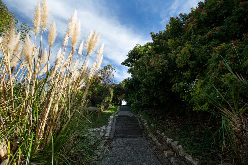 Rancho Palos Verdes, CA., January 19, 2020 — Pampas Grass line the sides of part of the Rancho Palos Verdes stairs on Sunday, January 19, 2020 in Rancho Palos Verdes, California. (Jason Armond / Los Angeles Times)