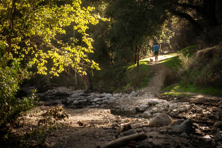 Pasadena, CA., December 13, 2019: The trail climbs a slight, rocky rise, crests and drops gently down the other side, bringing you to the brook that gives Brookside its name on Friday, December 13, 2019 in Pasadena, California. Charles Fleming's LA WALK for December is trail near the north side of the Rose Bowl and puts the “brook” back in Brookside. This is a most unusual walk, because it’s almost entirely shaded, even at midday. (Jason Armond / Los Angeles Times)