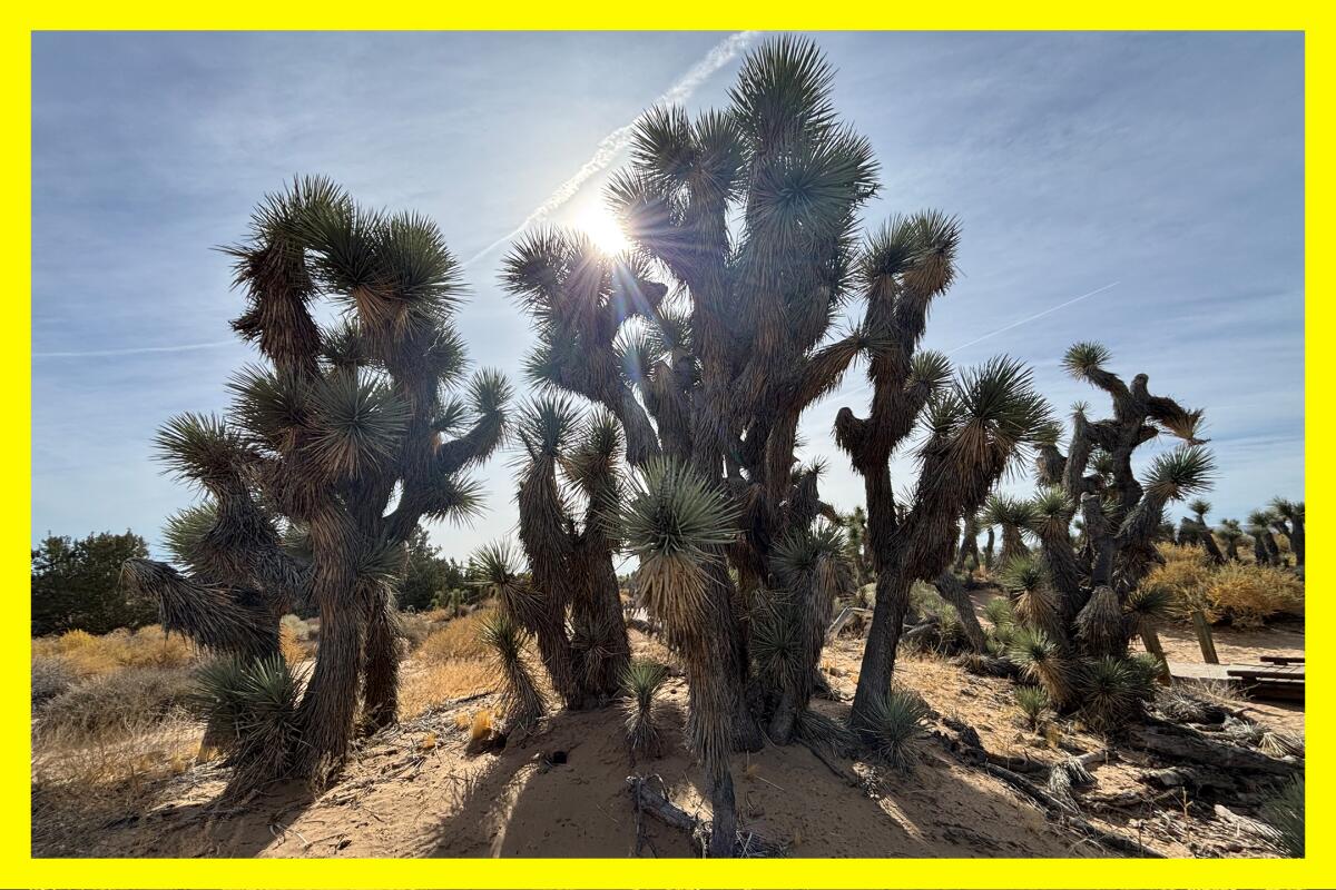 Joshua trees, which are part of the agave family, are abundant at Prime Desert Woodland Preserve in Lancaster.