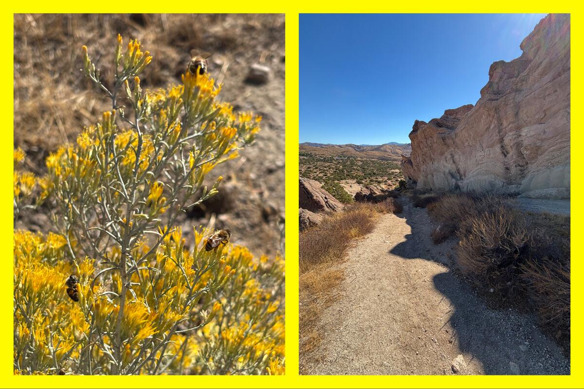 Bees enjoy the pollen of rabbitbush; awe-inspiring jagged formations at Vasquez Rocks Natural Area