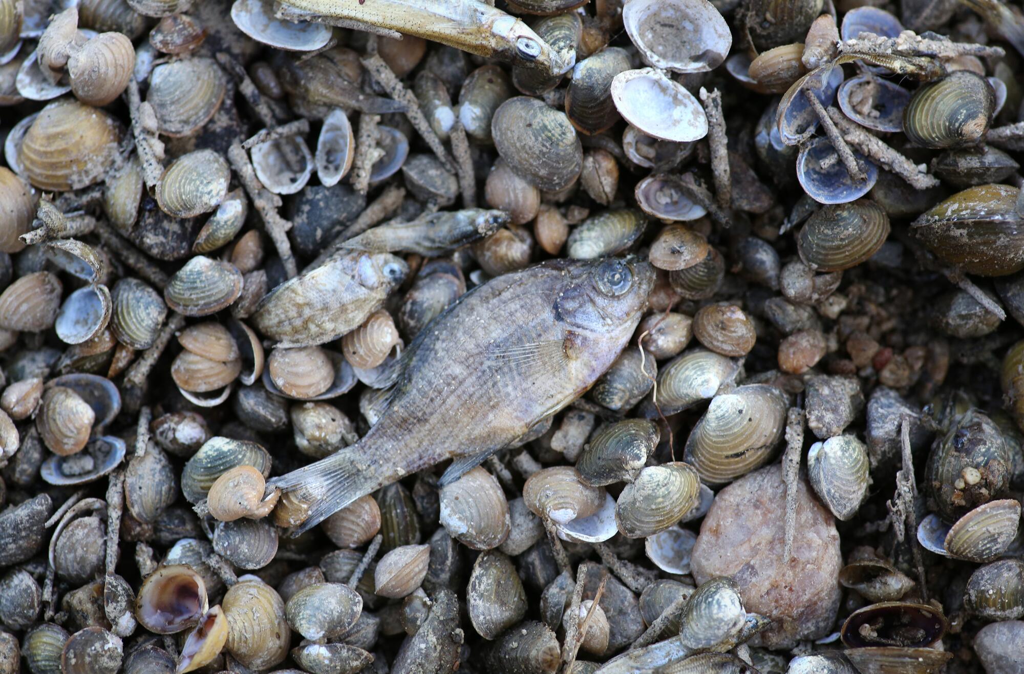 A dead fish lies on a bed or rocks and clamshells.