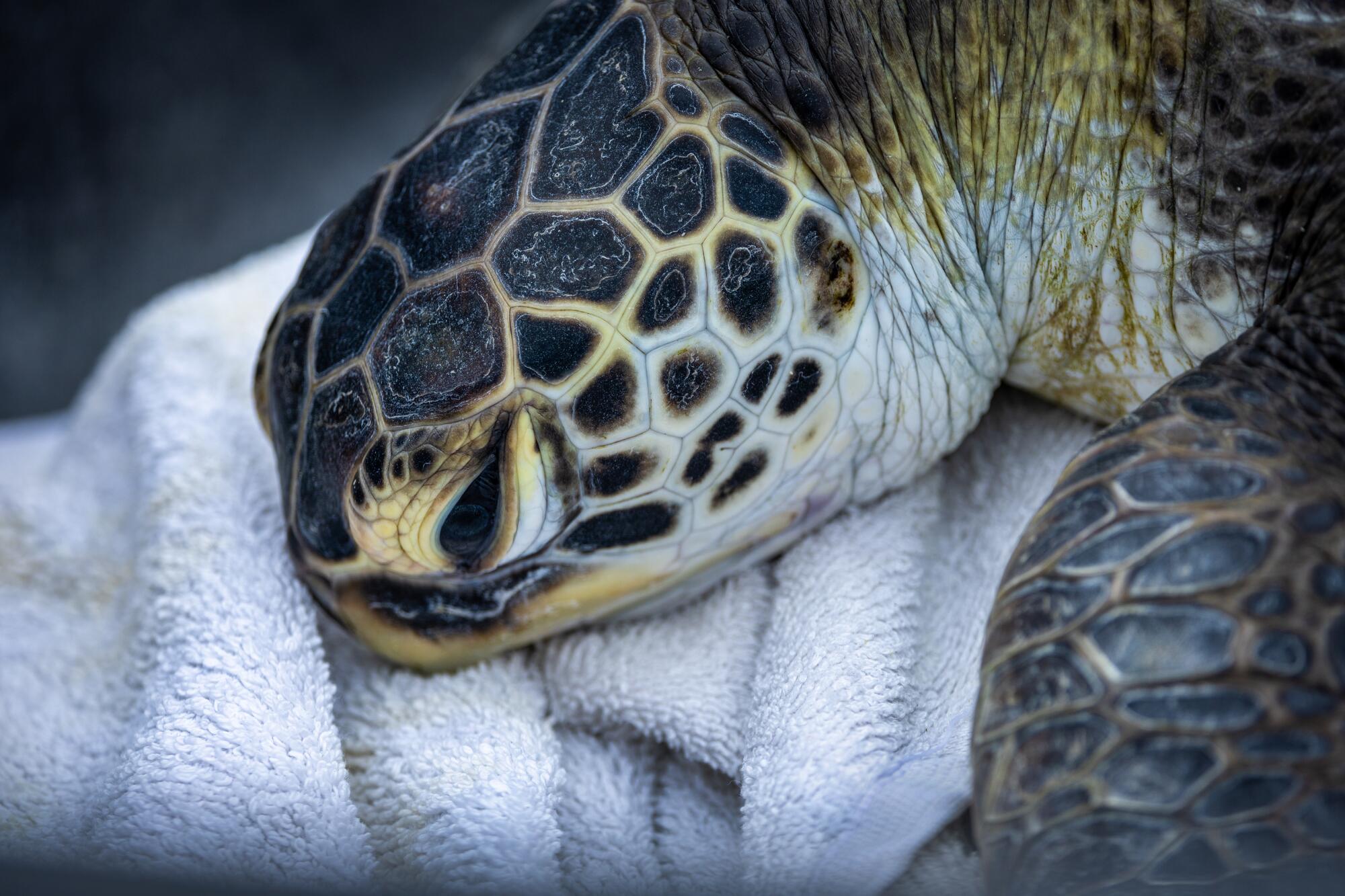 A rescued endangered green sea turtle.