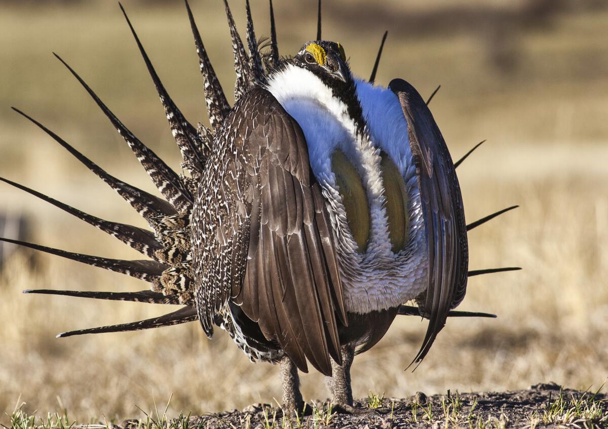 The greater sage grouse