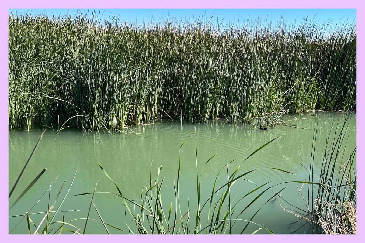 A small black waterfowl floats in blue-green water among green reeds