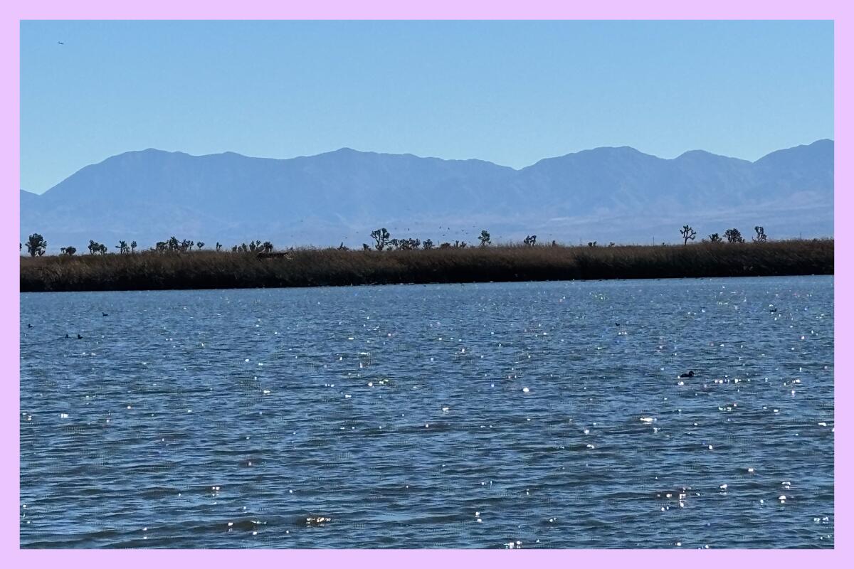 A large blue pond in the foreground with a thicket of Joshua trees and mountains in the background