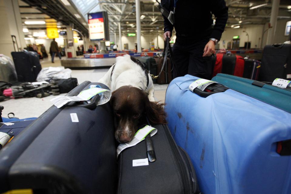 This canine agent is on the case as it checks out luggage