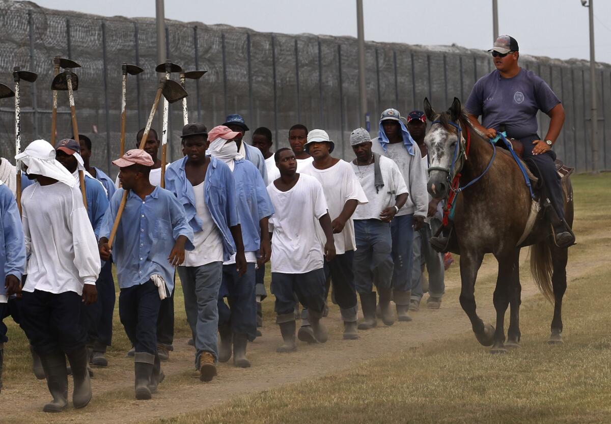 More than a dozen men, several carrying hoes, walking alongside a guard on horseback near a concertina wire wall