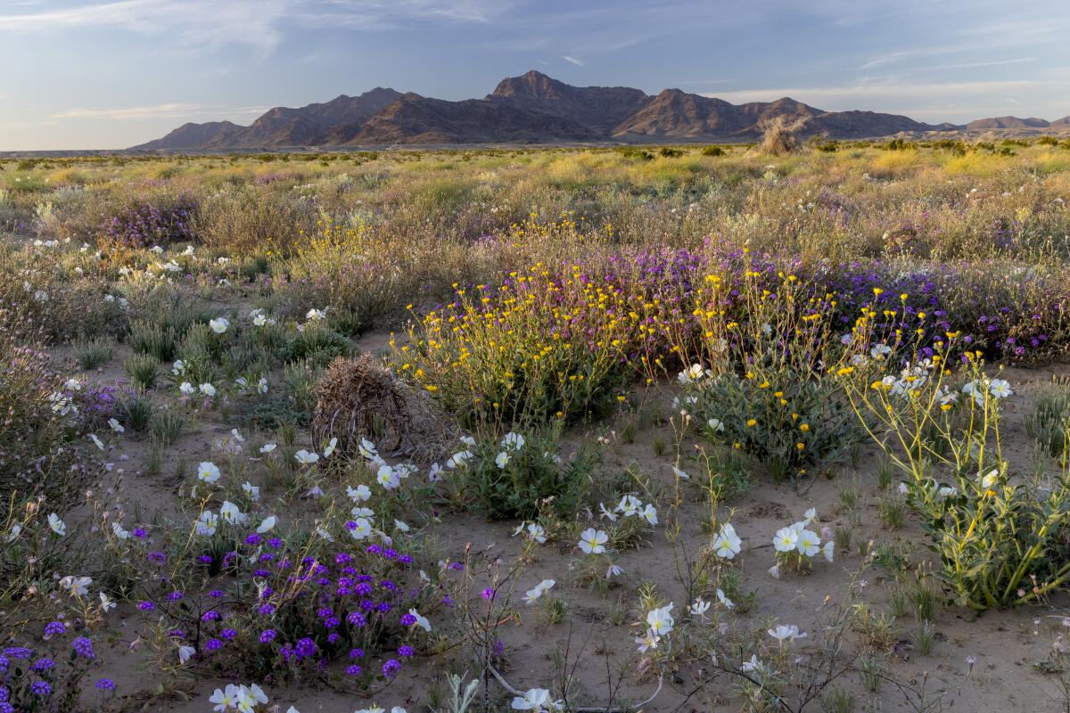 A view of wildflowers and the Mule Mountains, land that would be included in the proposed Chuckwalla National Monument.