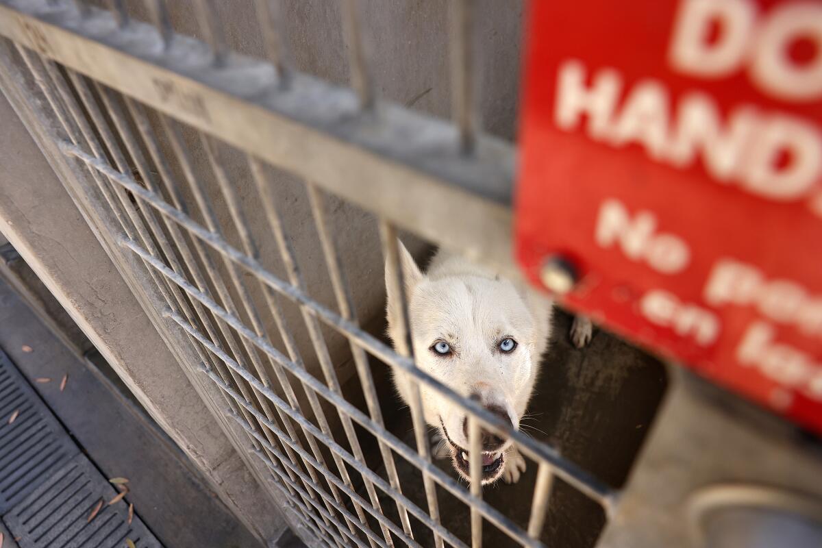 A dog looks through kennel bars