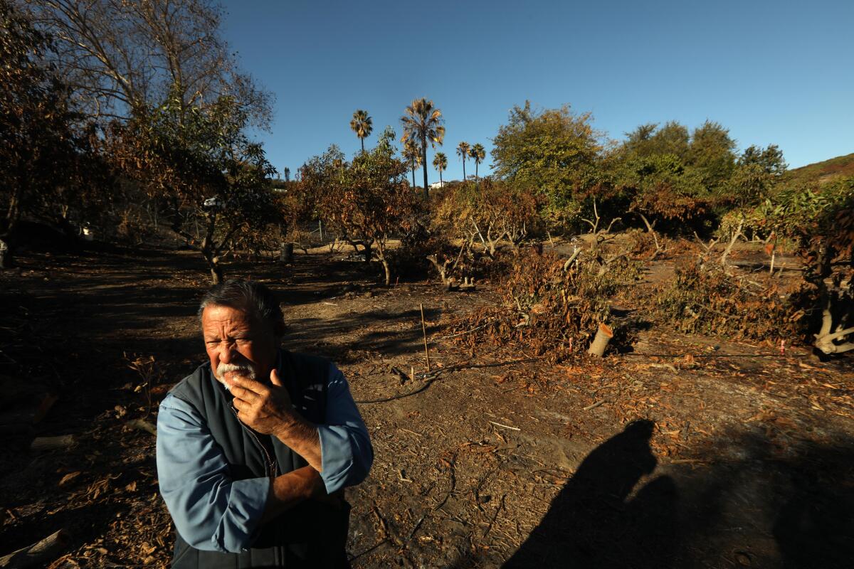 Avocado farmer Sergio Acevedo surrounded by fire-damaged trees