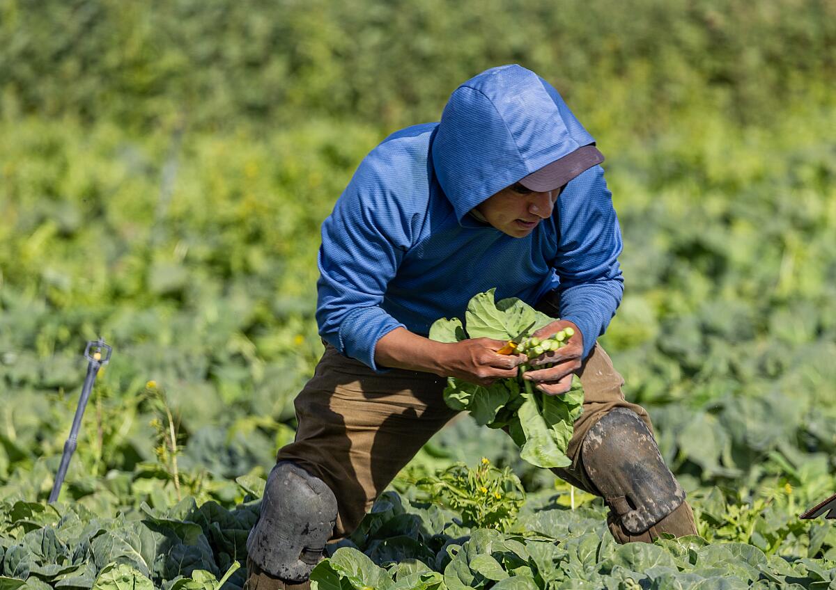 A farmworker dressed in a blue windbreaker picks leafy greens in a field.