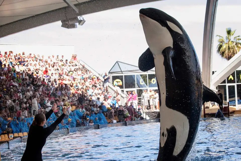 The orca was born at SeaWorld Orlando in 1995