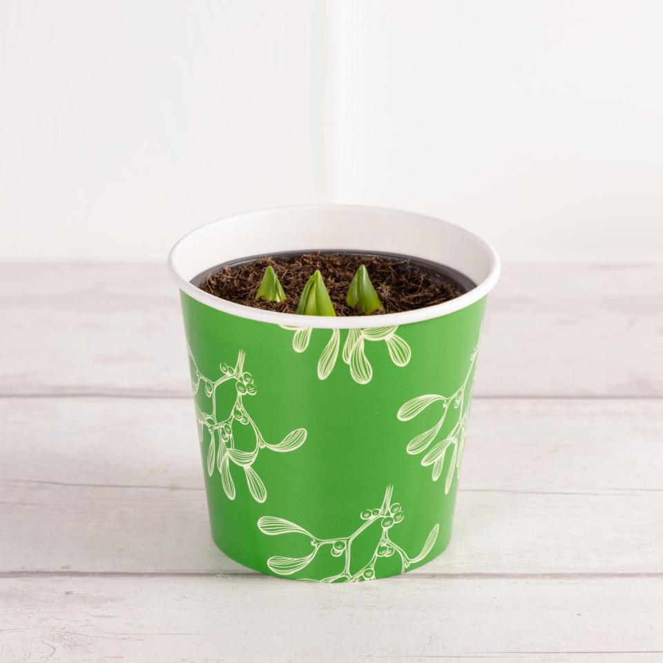 Hyacinth pot, Sainsbury’s, £3: 'The perfect object for your pre-Christmas planting'