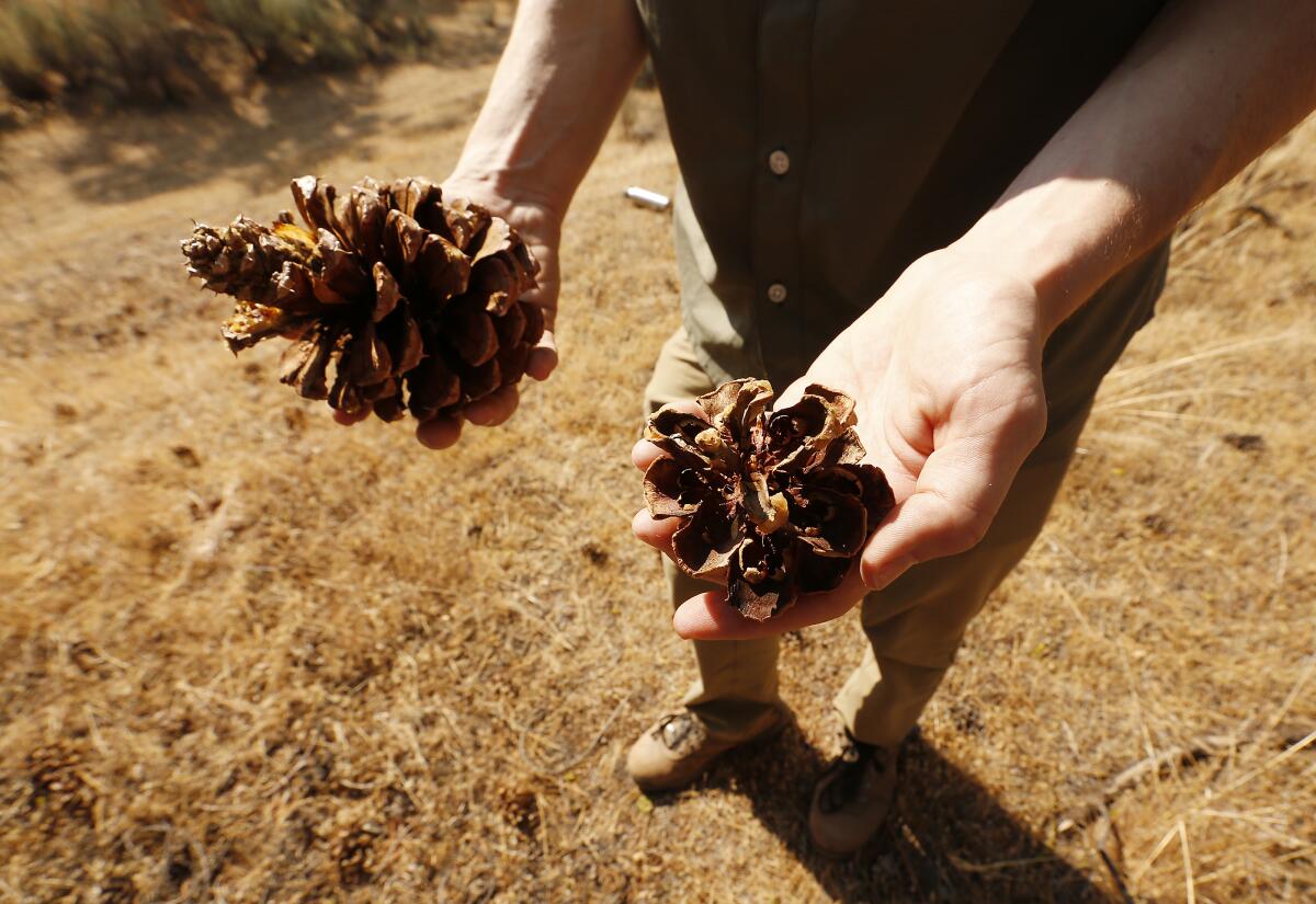 A human holds two pine cones, one in each hand.